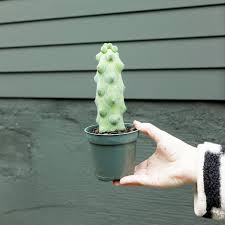 Image result for Myrtillocactus geometrizans