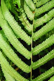 Image result for Christella gueinziana