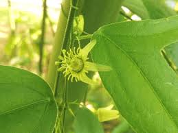Image result for Passiflora suberosa