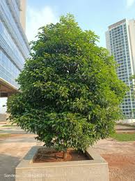 Image result for Mimusops elengi