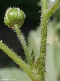 Image result for Rubus adolfi-friederici