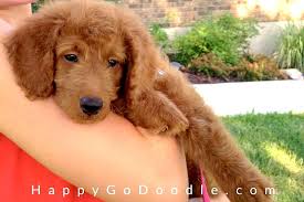Though this cut is usually done on poodles (duh), it can look really cute on goldendoodles as well—especially the ones that have super thick curly hair . The Goldendoodle Puppy Coat Transition What You Need To Know Happy Go Doodle