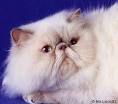 New Jersey Himalayan Kittens for sale - KaristaKats