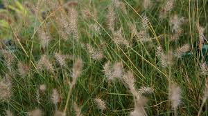 What to plant with pennisetum little bunny? Pennisetum Alopecuroides Little Bunny Zwerg Lampenputzergras