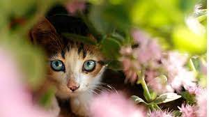 Spring Garden Safety For Pets Plants That Are Reported To Be Toxic To Dogs Cats Rabbits Azalea Toxic Plants For Cats Tiger Lily Flowers Azalea Flower