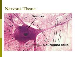 Learn about nervous tissue with free interactive flashcards. Nervous Tissue Ppt Download