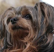 Beagle and yorkshire terrier mix. 202 Yorkshire Terrier Mix Photos Free Royalty Free Stock Photos From Dreamstime