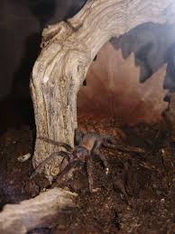 Lasiodora Parahybana Brazilian Salmon Pink Birdeater Brezilya Somon Pembe Kus Yiyici Tarantulasi Somon Pembe Brezilya