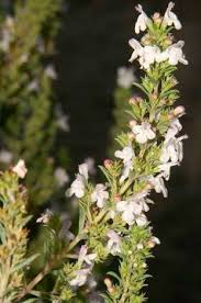 Image result for Satureja