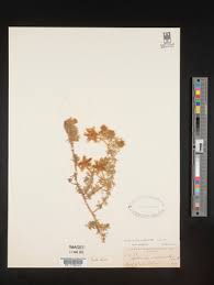 Image result for Lotononis bainesii