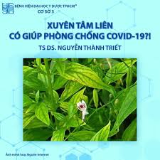 Sản phẩm được bào chế từ cao khô, bột dược liệu xuyên tâm liên, an toàn cho người dùng. Liá»‡u Xuyen Tam Lien Bá»‡nh Viá»‡n Ä'áº¡i Há»c Y DÆ°á»£c CÆ¡ Sá»Ÿ 3 Facebook