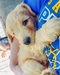 Our puppies are farm raised in texas with fresh goat's milk, sunshine and lots of love and care! Lake Country Labradoodles
