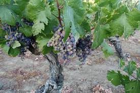 You'll find them growing in the woods, along riverbanks, fencerows, and in landscaping. The Gray Report Unique Wine Made From Grapes Growing Wild In A Riverbed