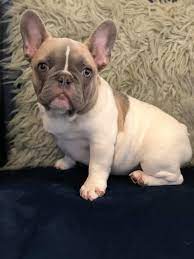 Here at northwest pugs we are pleased to offer some of the finest pugs and french bulldogs produced throughout the greater pacific northwest. Monarch French Bulldogs Home Facebook