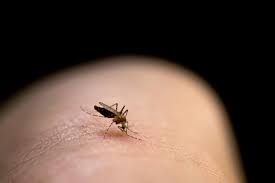 Vitamins to stop mosquito bites. Why Do Mosquito Bites Itch Causes And Treatment