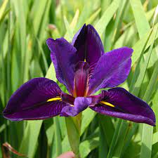 We sell over 1000 varieties of iris and daylilies! Black Gamecock Iris Bog Plant Plants For Ponds Water Gardens