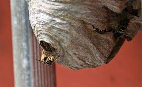 Maybe you would like to learn more about one of these? Destruction D Un Nid De Guepes Ou Essaim D Abeilles Bonne Ou Mauvaise Idee