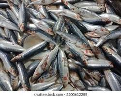 Gambar Sarden fish