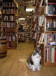 Bibliophile Cat Bookstore Cats Cat Books Bookstore