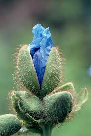 Pin On Flower Power