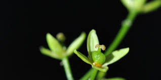 Image result for Ptaeroxylon obliquum