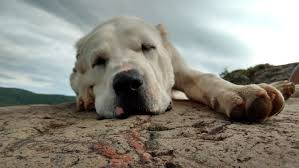 The body is slightly longer than tall. Why These Dogs Have Cropped Ears And No Tail Central Asian Shepherd Dog Breeders