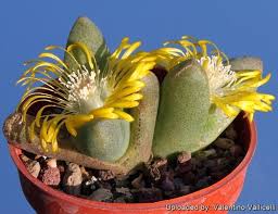 Image result for Tricalysia pallens