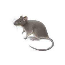Mouse ürünleri binlerce marka ve uygun fiyatları ile n11.com'da! House Mouse Identification Habits Behavior Vermont Pest Control