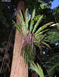 Image result for Asplenium