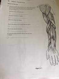 Solved 98 Chapter 6 Muscular System Muscles Of The Arm 17 Chegg Com