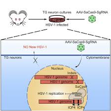 Constructs a new hsv color. Single Aav Mediated Crispr Sacas9 Inhibits Hsv 1 Replication By Editing Icp4 In Trigeminal Ganglion Neurons Molecular Therapy Methods Clinical Development