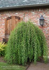 The state tree of louisiana, bald cypress is native to southern swamps and bayous from maryland to texas. Unique By Design Landscaping Containers Conifers Garden Garden Trees Outdoor Gardens
