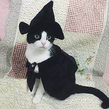 these 25 halloween costumes for cats are pure instagram gold pet halloween costumes cat halloween costume pet cat halloween costume