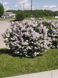 1 miss kim korean lilac foto's en beelden. Miss Kim Lilac Miller Nursery