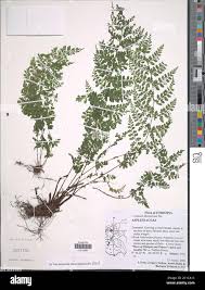 Image result for Asplenium abyssinicum