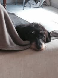 Pin Von Malo L Auf Lieber Einen Dackel Im Bett Als Eine Taube Auf Dem Dach Hunde Dackel Dachshunde