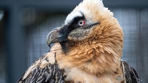 Mit unterstützung des wwf ist es der stiftung pro bartgeier und ihren mitstreitern über 30 jahre gelungen, den bartgeier wieder in die schweizer alpen und andere länder zurückzubringen. Das Ei Ist Da Bald Schlupft Ein Kleiner Bartgeier Pilatustoday
