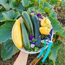 Zucchini is a real power producer! Growing Zucchini The Home Garden