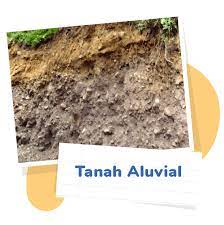 Tanah litosol merupakan jenis tanah yang masih muda yang terdapat di daerah dangkal (sekitar 45 cm) di bawah permukaan tanah. Jenis Jenis Tanah Dan Persebarannya Pahamify Kejar Bareng Pahamify