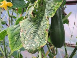 Image result for spider mites on cucumbers