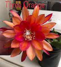 Image result for Triplophyllum