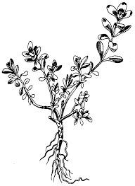 Usda, ars, germplasm resources information network. Andreas Kelich Enzyklopaedie Der Drogen Botanischer Teil Portulaca Oleracea