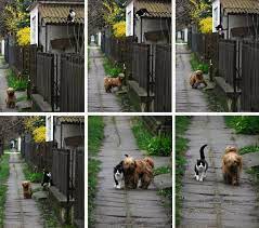 Friends The Story Behind This Picture Is This Every Day At The Same Time She Waits For Him He Comes And The Cute Animals Animals Beautiful Animals
