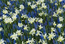 Pin On General Garden Ideas