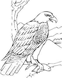 Eagle Coloring Pages Fish Coloring Page Bald Eagle Pictures Eagle Pictures