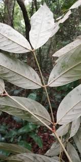 Image result for Anthonotha