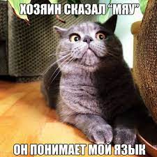 коты воители приколы картинки - Resharing | contact for credit