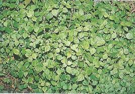 Image result for Droguetia iners