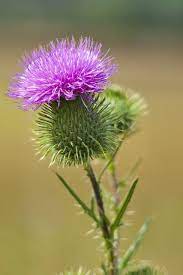 Mg 3498 Thistle Flower Beautiful Flowers Flower Images