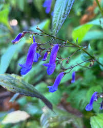 Image result for Isodon ramosissimus